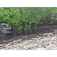 Mangrove Restoration Training - AU-IBAR Collaboration with KMFRI image